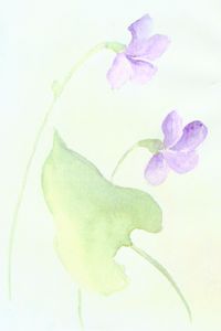 Blume Viola / Veilchen